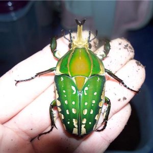 beetle1.jpg