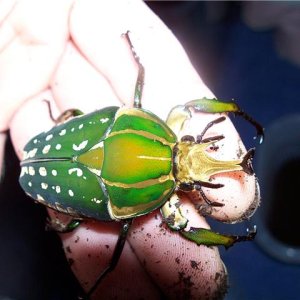beetle2.jpg