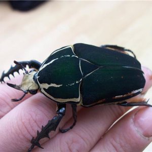 beetle3.jpg