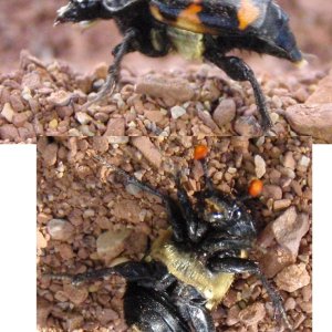 san_rafael_beetle.jpg