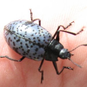 beetle.jpg