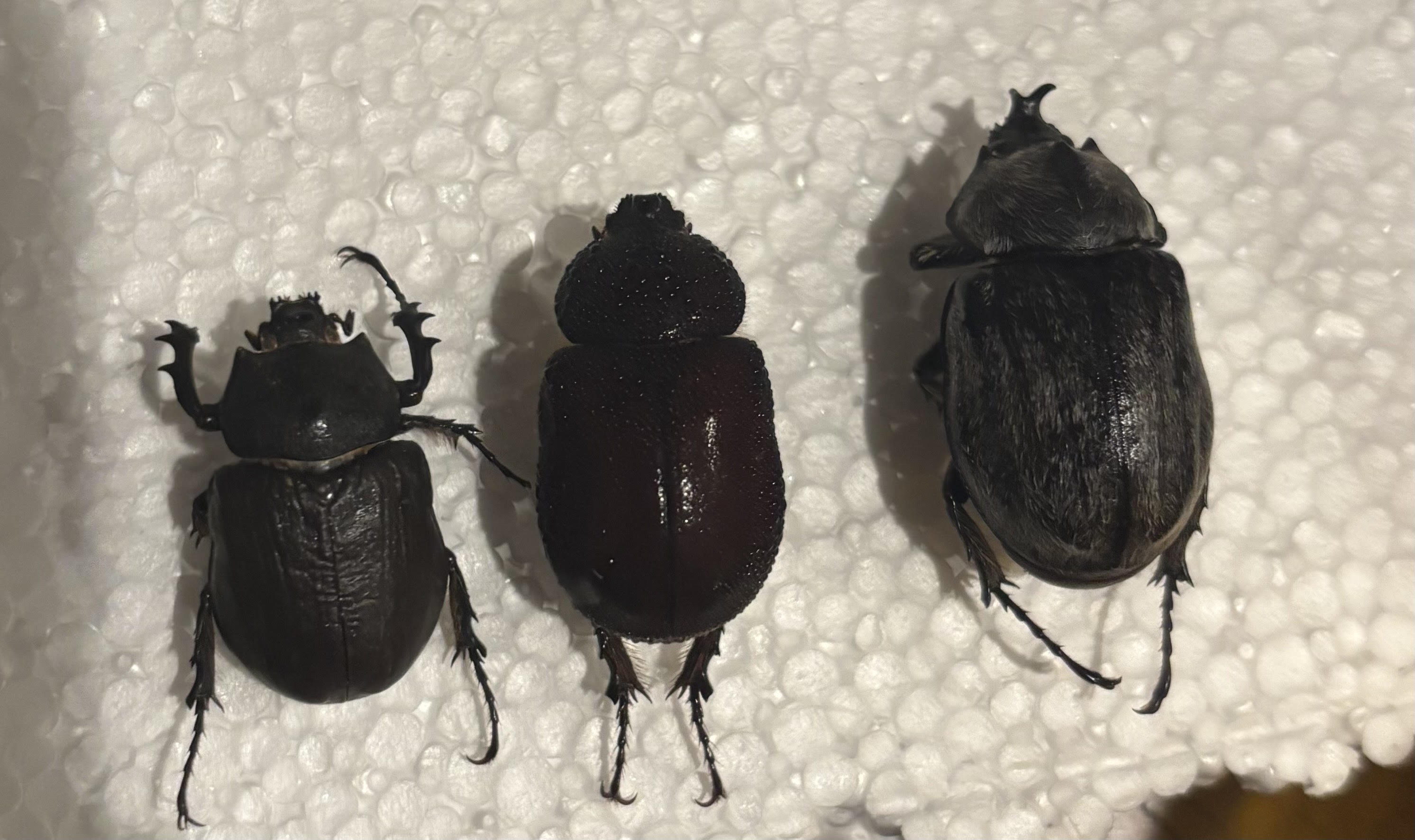 all megasoma.jpg