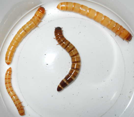 ATSMealworms.jpg