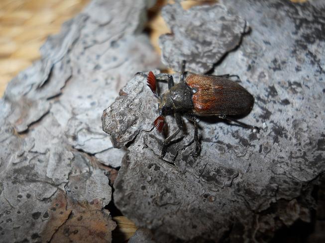 beetle.JPG