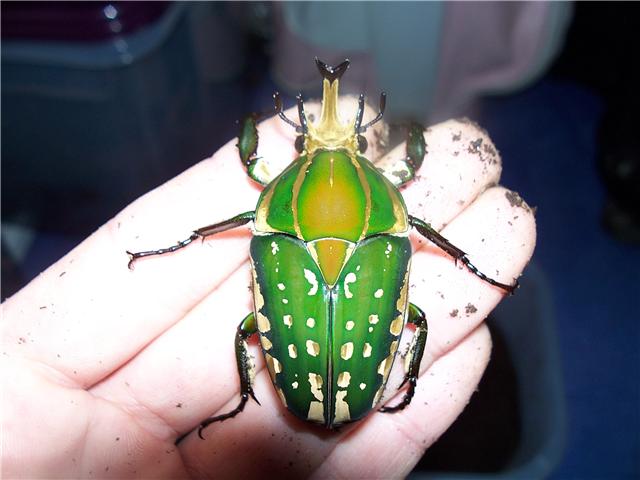 beetle1.jpg
