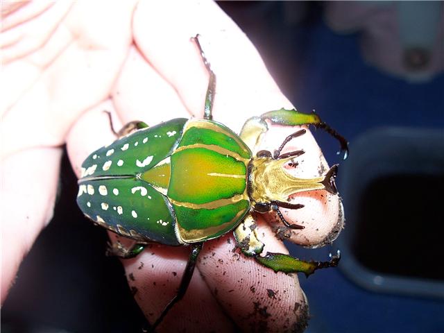 beetle2.jpg