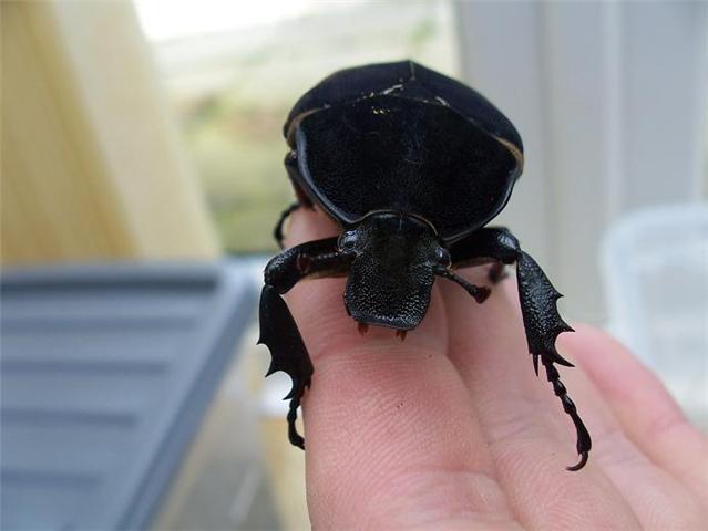 Beetlecloseup.jpg