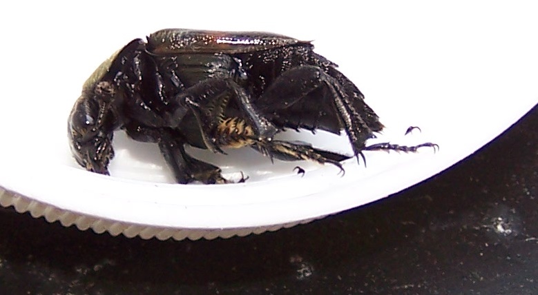 bug2.jpg