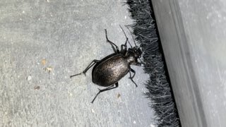 Calsoma Sayi.jpg