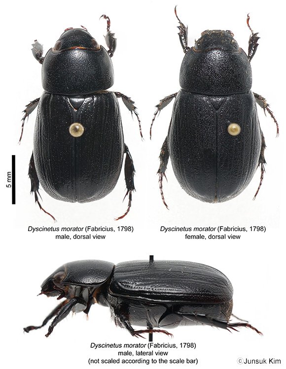 D.morator_580.jpg