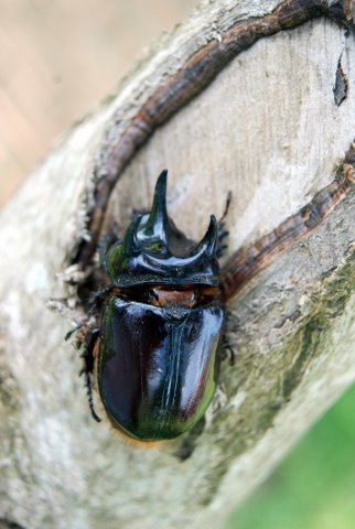 DSC_0004.JPG
