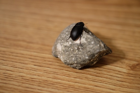 DSCF2516.JPG