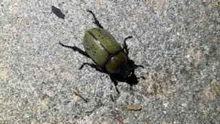 Dynastes Tityus.jpg
