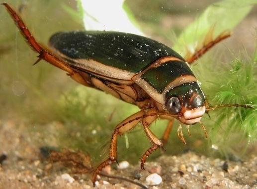 Dytiscus.jpg