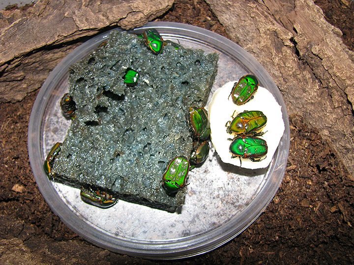 fulgida_(cap_bred).jpg