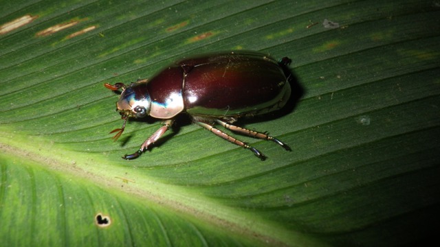 gold beetle.jpg