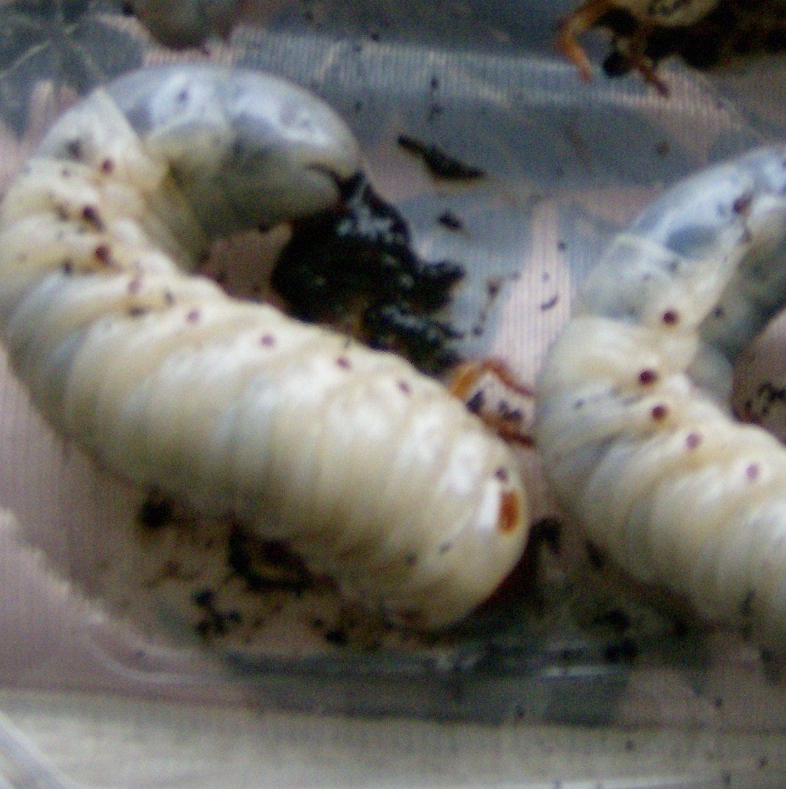 grubs 005.JPG