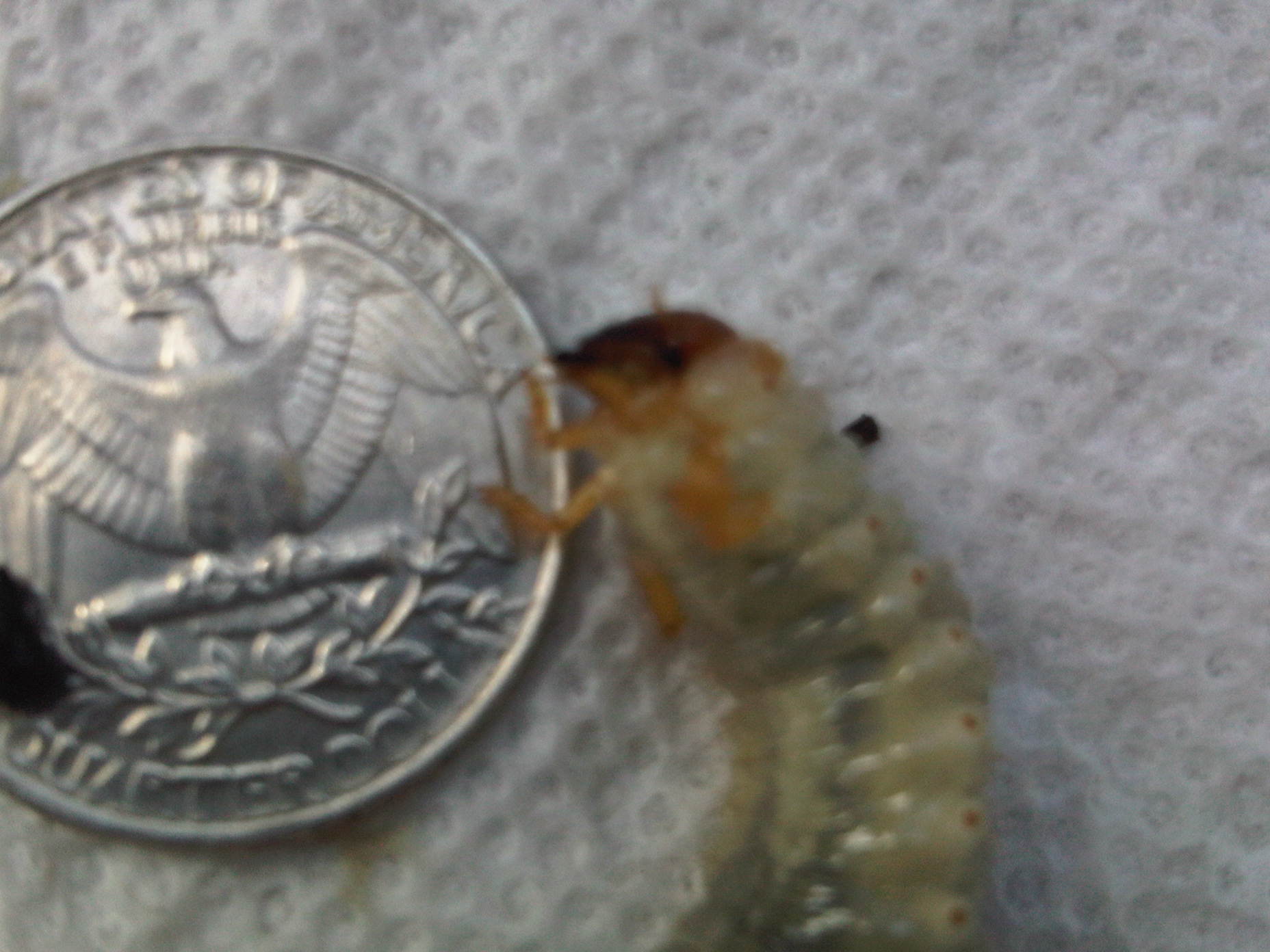 IMG02922-20111002-1326.jpg