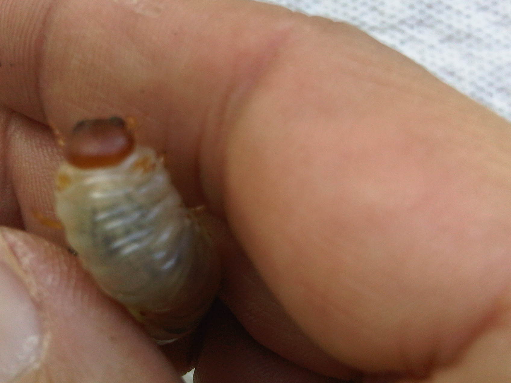 IMG02929-20111002-1330.jpg