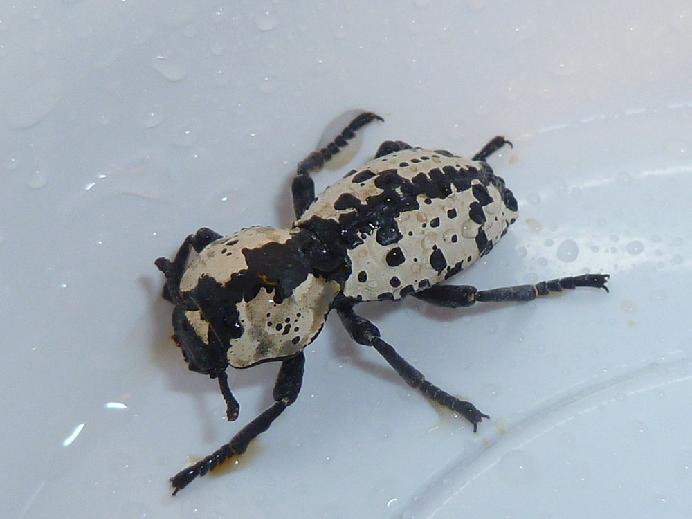 Ironclad Beetle.jpg