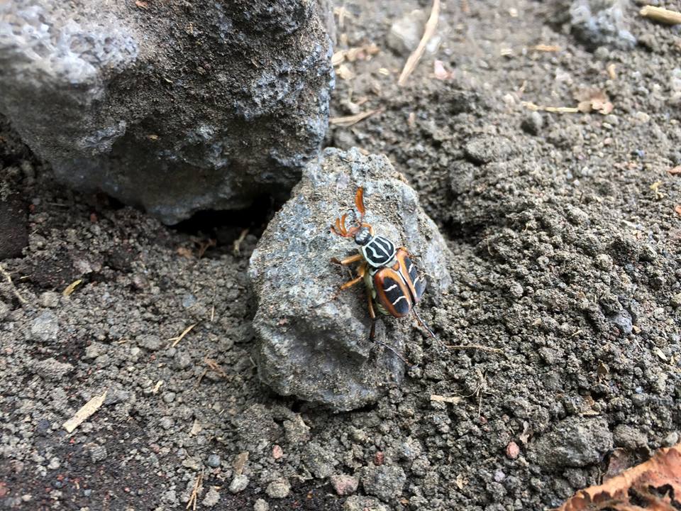 Japan beetle.jpg