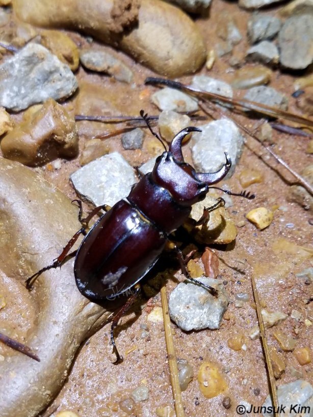 Lcapreolus.jpg