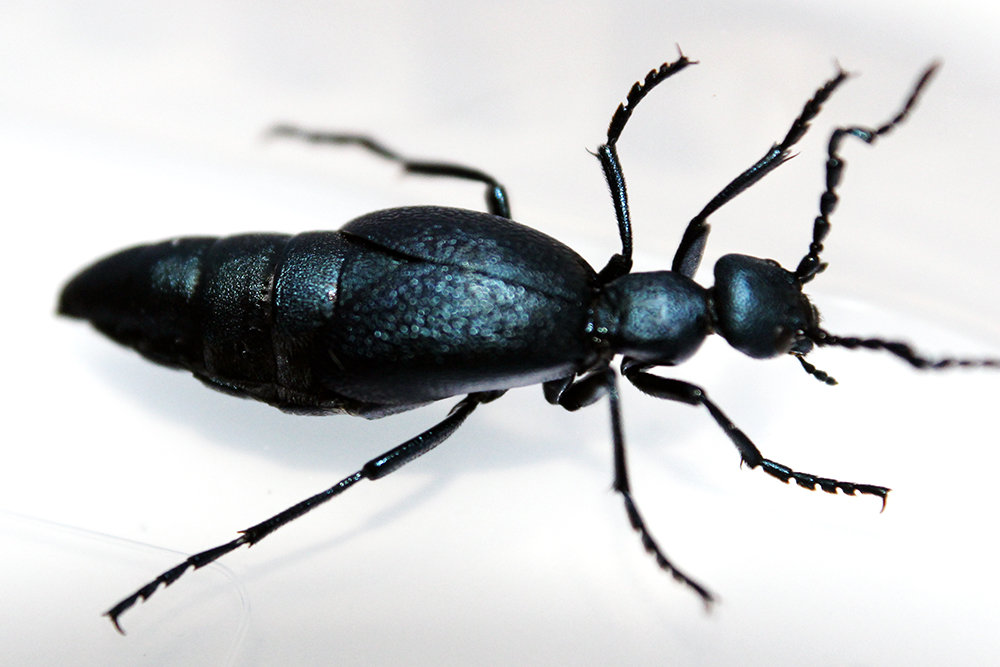 Meloe-violaceus-web.jpg