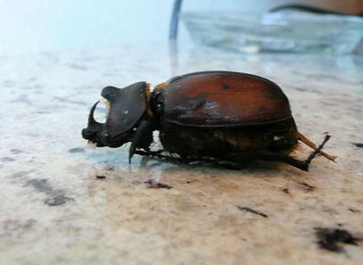 mex_dynastinae2.jpg