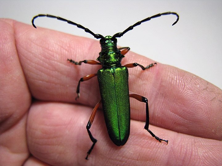 P_suaveolens_female_01.jpg