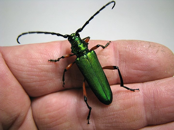 P_suaveolens_female_02.jpg