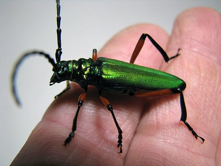 P_suaveolens_female_03.jpg
