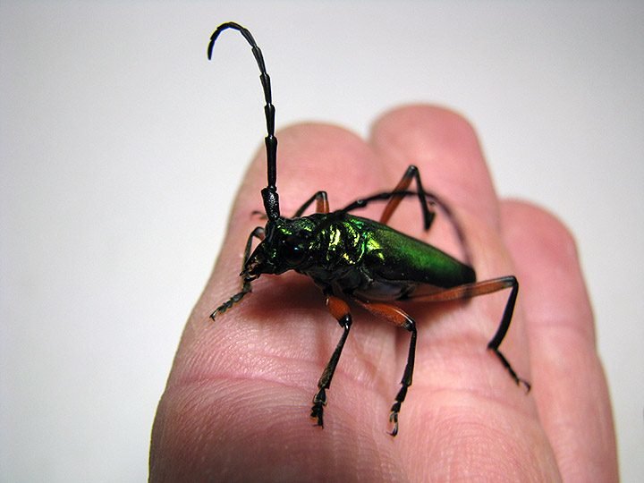 P_suaveolens_female_04.jpg