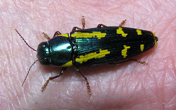 rufipes_1.jpg