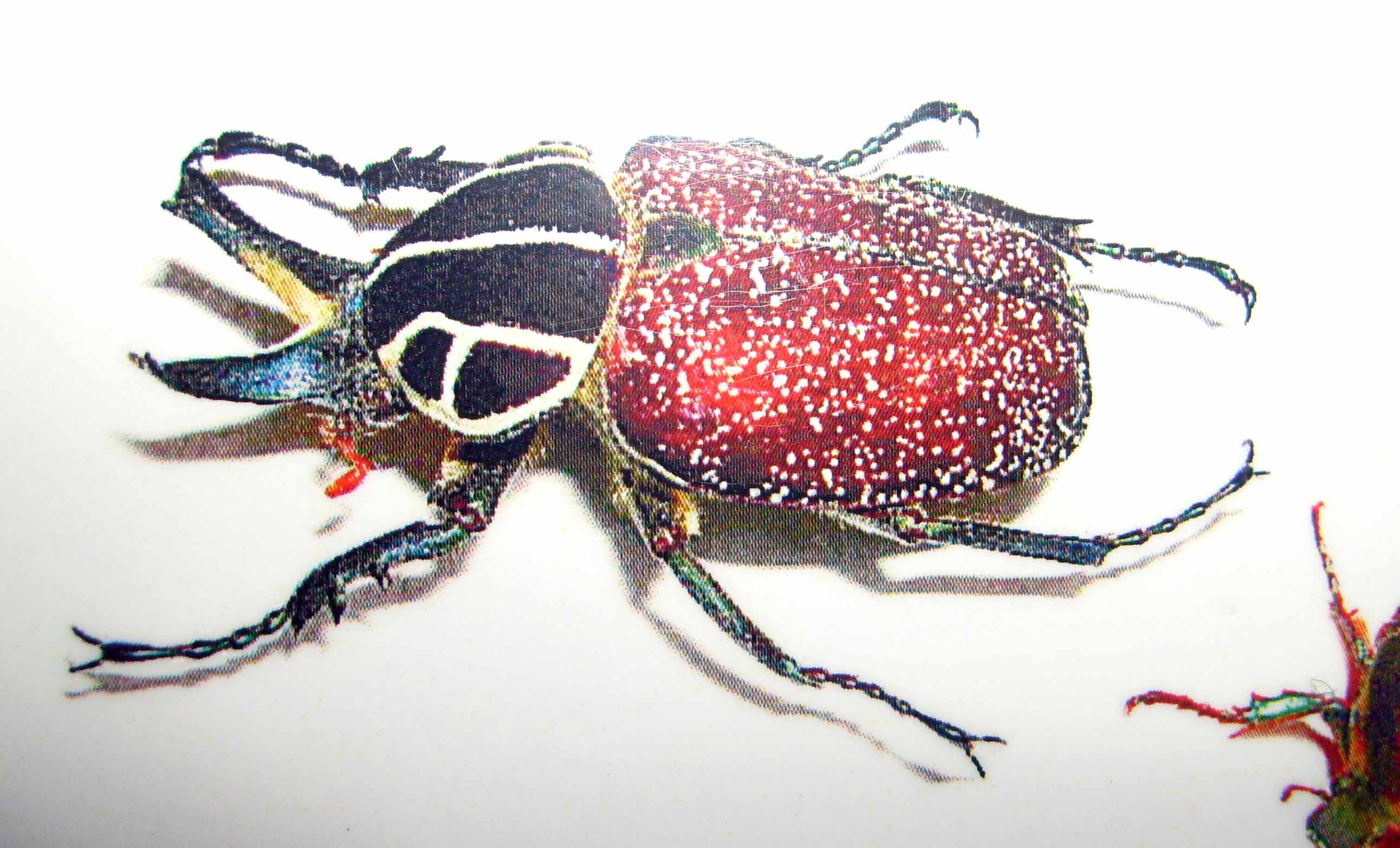 S6300333.JPG
