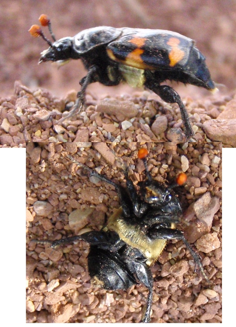 san_rafael_beetle.jpg