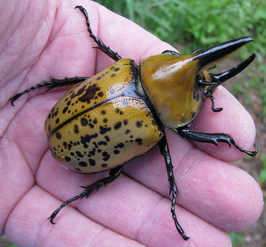 tityus_01.jpg
