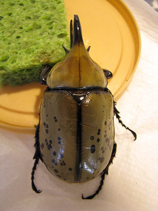 tityus_69mm_02.jpg