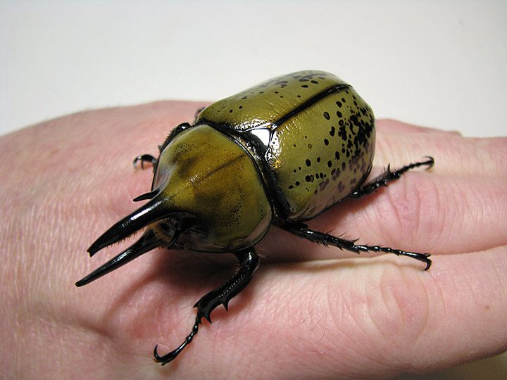 tityus_male_01.jpg