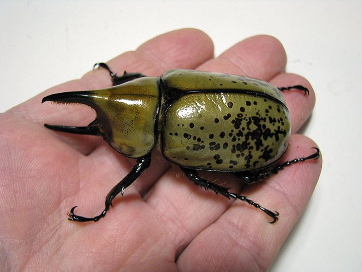 tityus_male_02.jpg