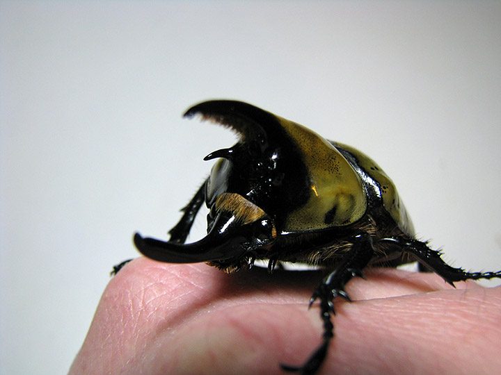 tityus_male_05.jpg