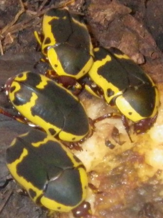 yellow b beet.jpg
